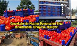 Çanakkale’nin Meşhur Domatesleri Biga Tarlalarından Türkiye’ye Yayılıyor!
