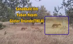 Çanakkale’nin Yaban Hayatı Gözler Önünde