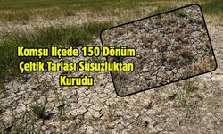 Komşu İlçede 150 Dönüm Çeltik Tarlası Susuzluktan Kurudu
