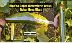 Çanakkale Biga’da Doğal Yöntemlerle Yetişti, Rekor Boya Ulaştı