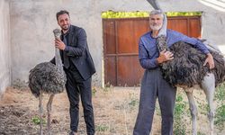 Firari deve kuşu "Hüdhüd"e eş bulundu