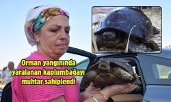Orman yangınında yaralanan kaplumbağayı muhtar sahiplendi