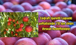 Coğrafi işaretli Lapseki şeftalisinde 70 ton civarı ihracat hedefleniyor