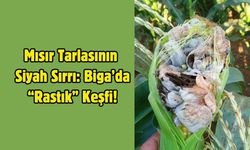 Mısır Tarlasının Siyah Sırrı: Biga’da “Rastık” Keşfi!