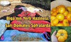 Biga’nın Yerli Hazinesi: Sarı Domates Sofralarda