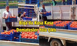 Çanakkale Biga’da Kasa Kasa Domatesler Yola Çıktı