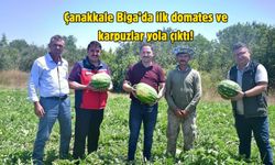 Çanakkale Biga’da ilk domates ve karpuzlar yola çıktı!