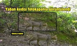 Yaban kedisi fotokapanla görüntülendi
