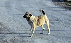 Çanakkale’de Sürü Köpeklerine Mikroçip Zorunluluğu