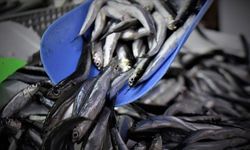 Hamsi yılın ilk yarısında 19 ülkeden alıcı buldu