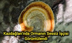 Kazdağları’nda Ormanın Sessiz İşçisi Görüntülendi