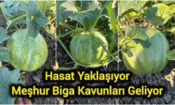 Hasat Yaklaşıyor: Meşhur Biga Kavunları Geliyor