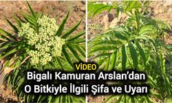 Bigalı Kamuran Arslan’dan O Bitkiyle İlgili Şifa ve Uyarı