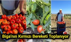 Biga’nın Kırmızı Bereketi Toplanıyor