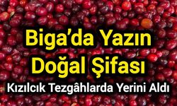 Biga’da yazın doğal şifası: Kızılcık tezgâhlarda yerini aldı