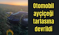 Otomobil ayçiçeği tarlasına devrildi