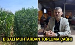 Çanakkale’de Bigalı muhtardan esrar alarmı