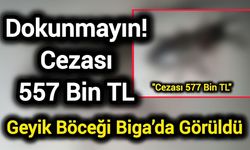 Dokunmayın! Cezası 557 Bin TL: Geyik Böceği Biga’da Görüldü