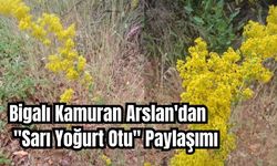 Bigalı Kamuran Arslan'dan Sarı Yoğurt Otu Paylaşımı