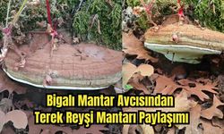 Çanakkale Bigalı Mantar Avcısından Terek Reyşi Mantarı Paylaşımı