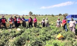 Çanakkale’de Domates Bereketi: Tarım Müdürü Hasatta