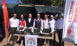 Çanakkale Aronya Üretiminde Üçüncü Sırada
