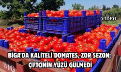 Çanakkale Biga’da domates bereketi vardı, getirisi yoktu