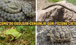Çanakkale Çomü kampüsü adeta bir sürüngen ve amfibi cenneti!