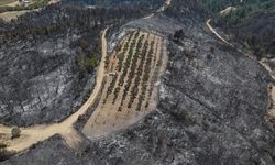 Çanakkale'deki orman yangını 150 ağaç bulunan zeytinliği teğet geçti