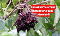 Çanakkale’de aronya hasadı tarla günü düzenlendi