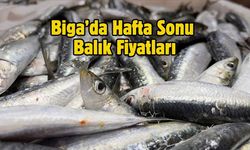 Biga’da Hafta Sonu Balık Fiyatları