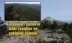 Kazdağları yüzlerce bitki çeşidine ev sahipliği yapıyor