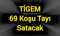 TİGEM 69 koşu tayı satacak