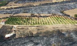 Çanakkale Gelibolu yangını, düzenli bakım yapılan ceviz bahçesini teğet geçti