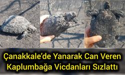 Çanakkale’de yanarak can veren kaplumbağa vicdanları sızlattı
