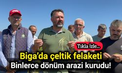 Çanakkale Biga’da çeltik felaketi: Binlerce dönüm arazi kurudu!