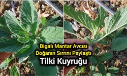 Bigalı Mantar Avcısı Doğanın Sırrını Paylaştı: Tilki Kuyruğu!