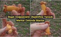 Bigalı Doğaseverin Objektifine Yansıdı: Mantar Üstünde Mantar