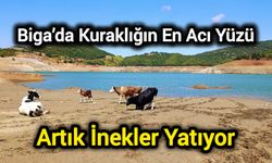 Çanakkale Biga’da Kuraklığın En Acı Yüzü: Artık İnekler Yatıyor