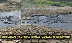 Çanakkale Biga’da yüzlerce balık telef oldu!