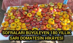 Çanakkale Biga’da 180 yıllık sarı domates geleneği yaşıyor