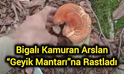 Bigalı Kamuran Arslan “Geyik Mantarı”na Rastladı