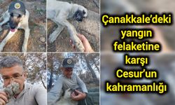 Çanakkale’deki yangın felaketine karşı Cesur’un kahramanlığı