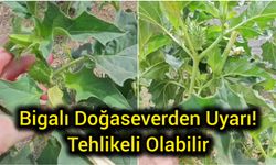 Bigalı Doğaseverden Uyarı! Tehlikeli Olabilir