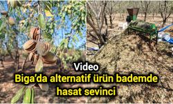 Çanakkale Biga’da alternatif ürün bademde hasat sevinci