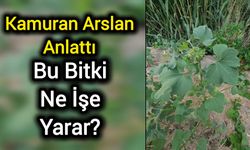 Kamuran Arslan Anlattı: Bu Bitki Ne İşe Yarar?