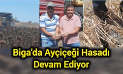 Kuraklığa Rağmen Biga’da Ayçiçeği Bereketi