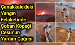 Çanakkale’deki Yangın Felaketinde Çoban Köpeği Cesur’un Yardım Çağrısı