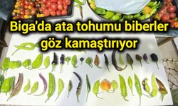 Çanakkale Biga'da ata tohumu biberler göz kamaştırıyor