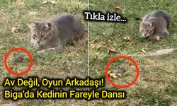 Av Değil, Oyun Arkadaşı! Biga’da Kedinin Fareyle Dansı